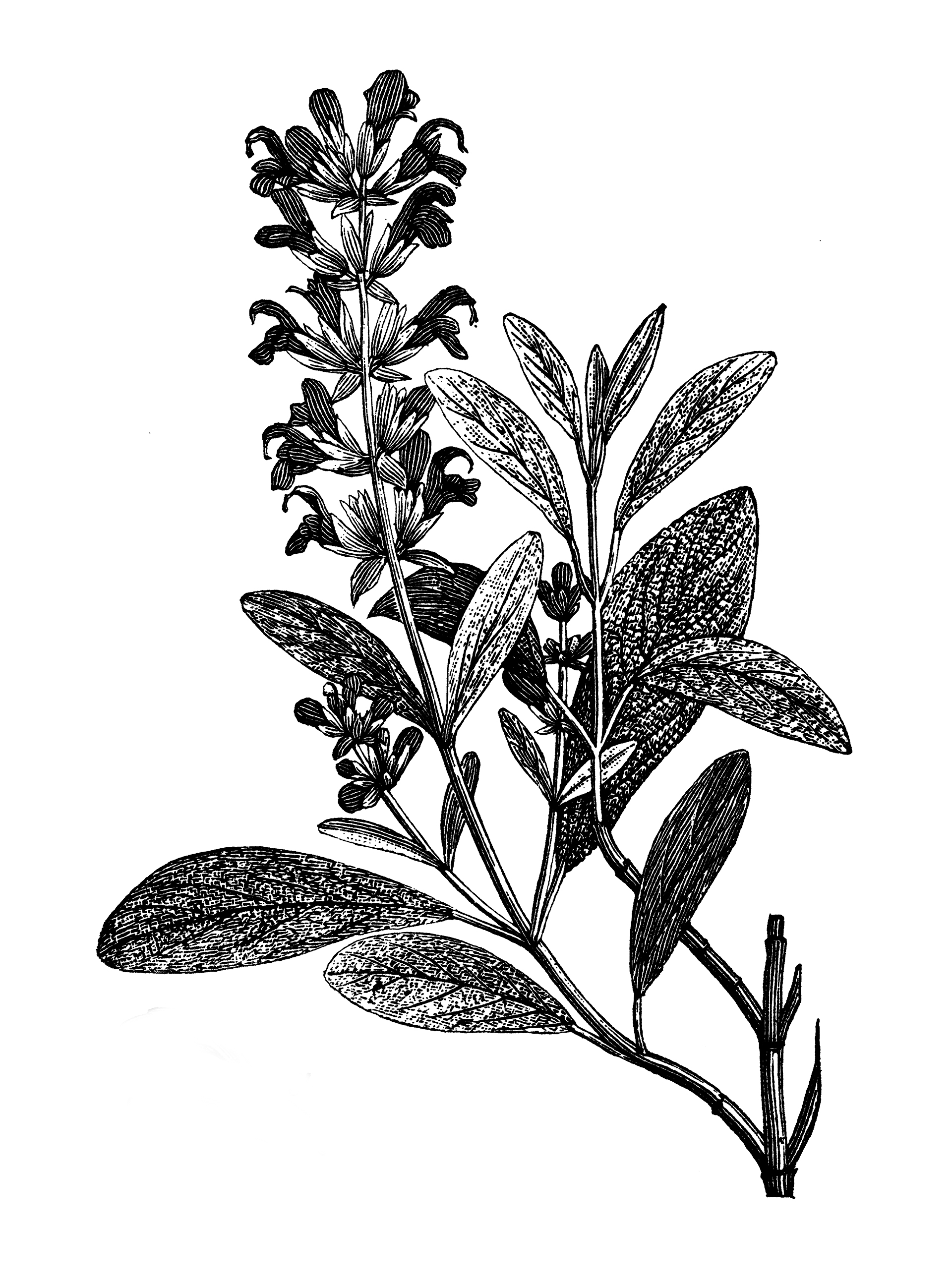 Το φυτό που «σκοτώνει» το άγχος και καταπολεμά τις ιώσεις-1