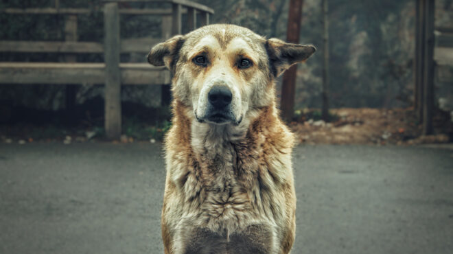 τι-δείχνουν-οι-αυτοψίες-στα-δημοτικά-κ-563479003