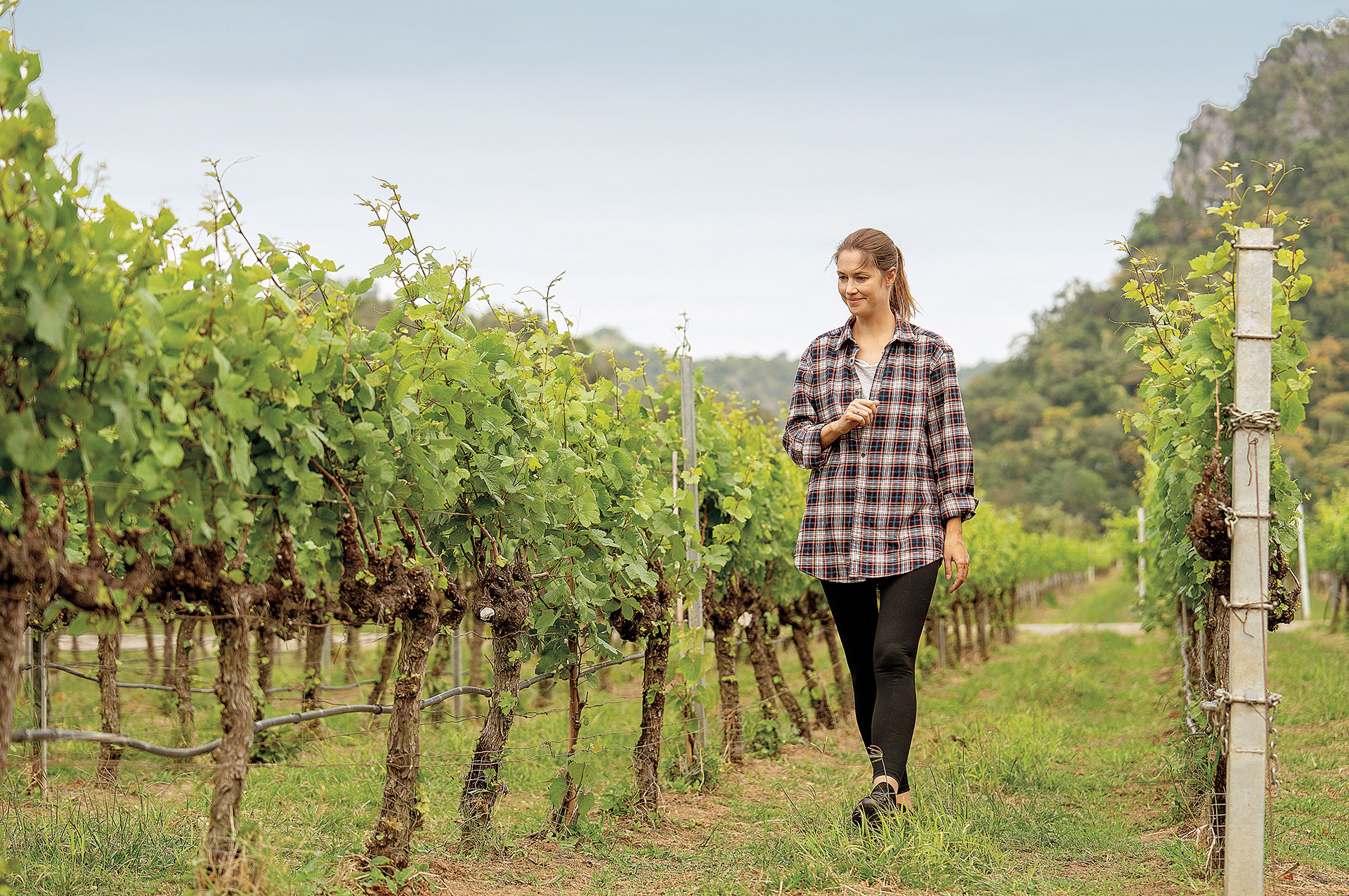 Ο λατρεμένος Αγιος με το κλαδευτήρι, προστάτης των αμπελουργών, και οι ευχές για «οίνον καλόν»-1