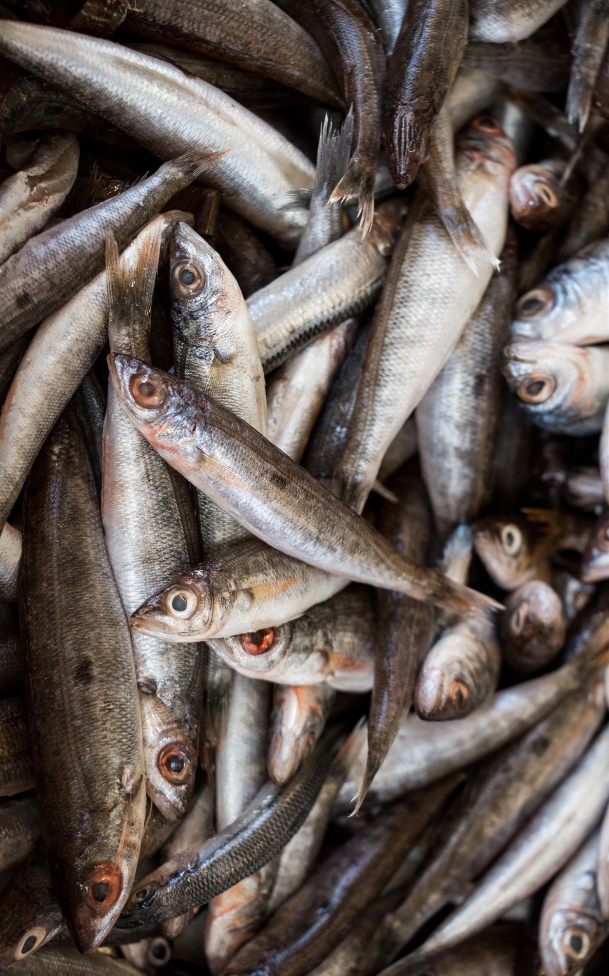 Επιλογές θαλασσινών που βοηθούν την καρδιά – και τον πλανήτη μας-1