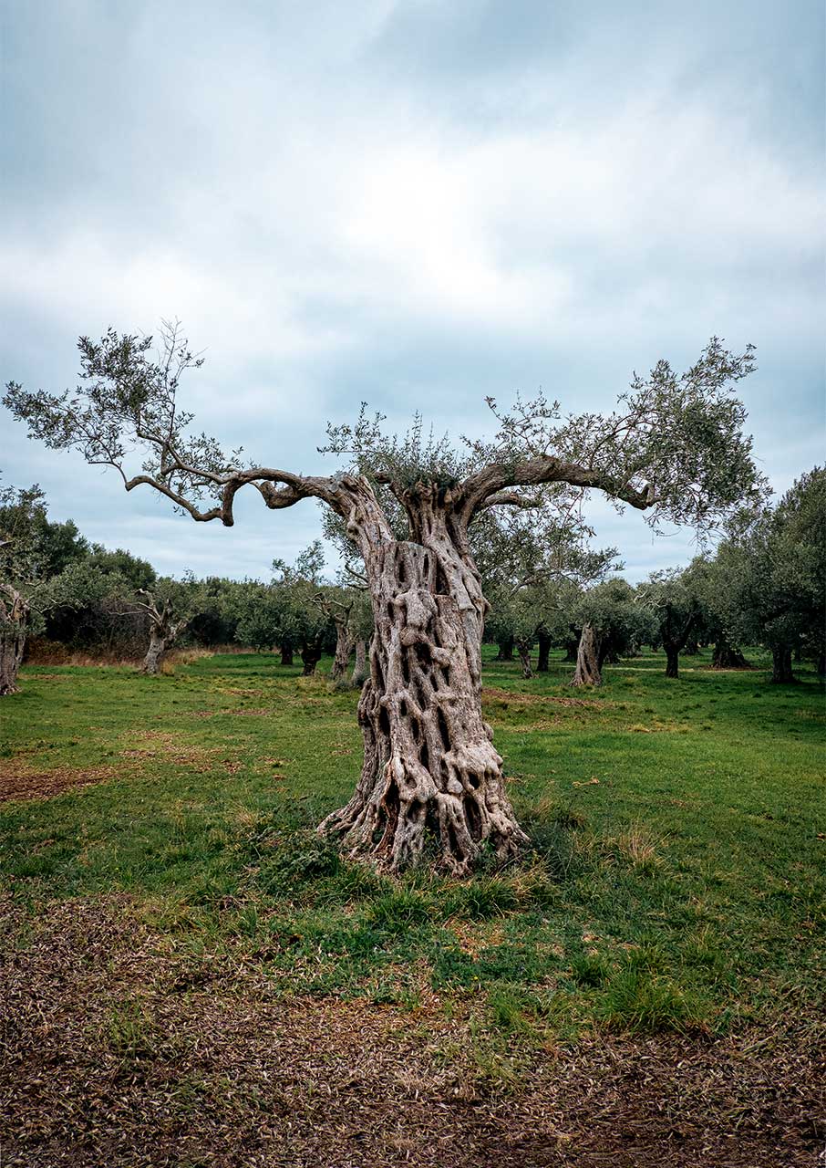 Αλεξανδρούπολη στο πιάτο: Τα καλύτερα τοπικά προϊόντα-1
