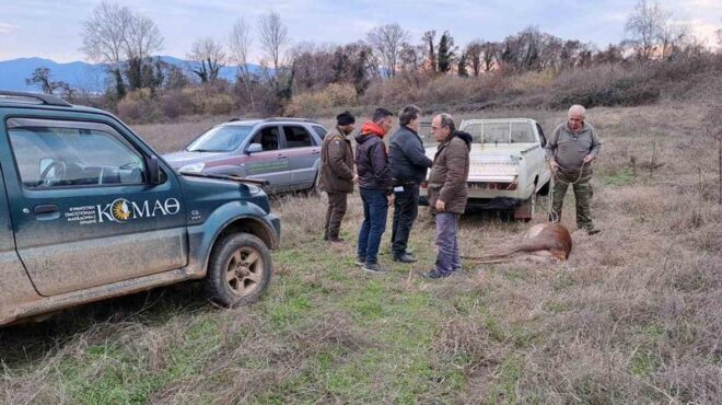 κερκίνη-λαθροθήρας-πυροβόλησε-και-σκ-563458093