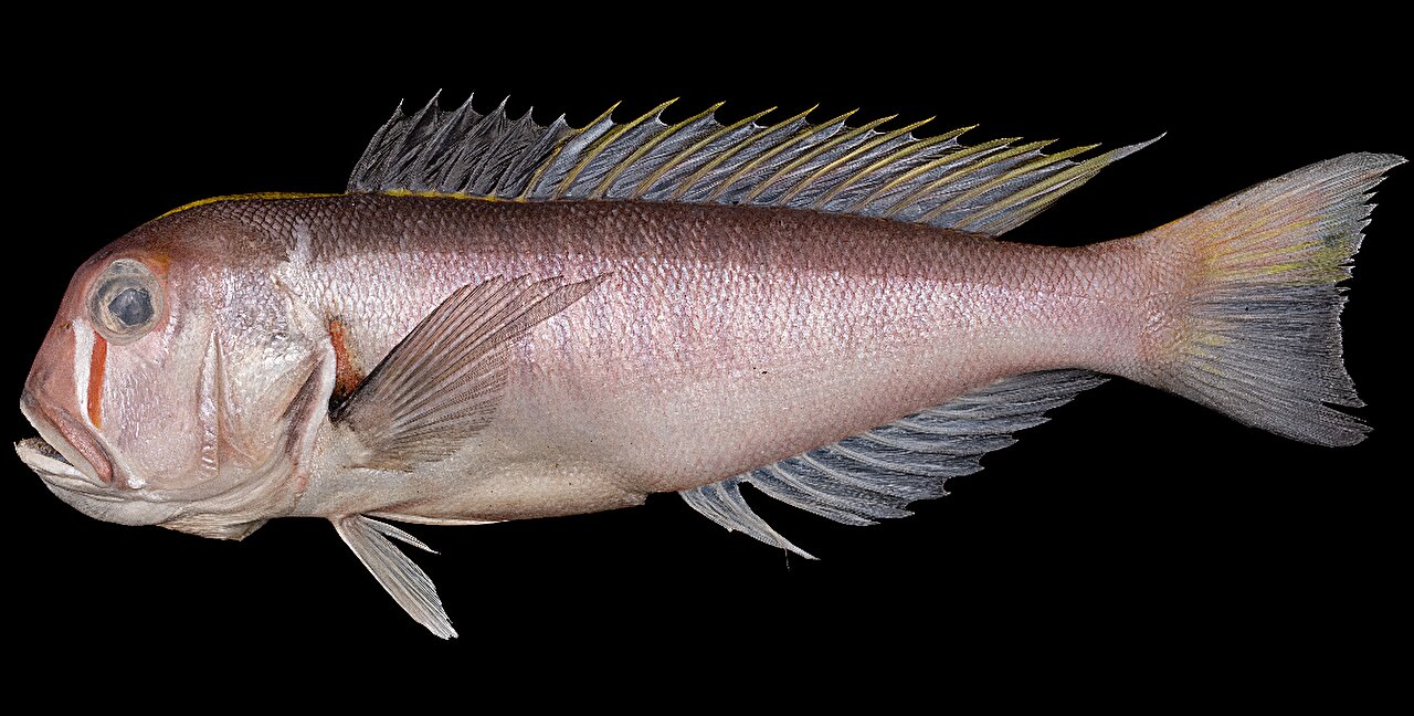 Η πριγκίπισσα Μονονόκε του Χαγιάο Μιγιαζάκι έγινε «νονά» ενός νέου είδους ψαριού-1