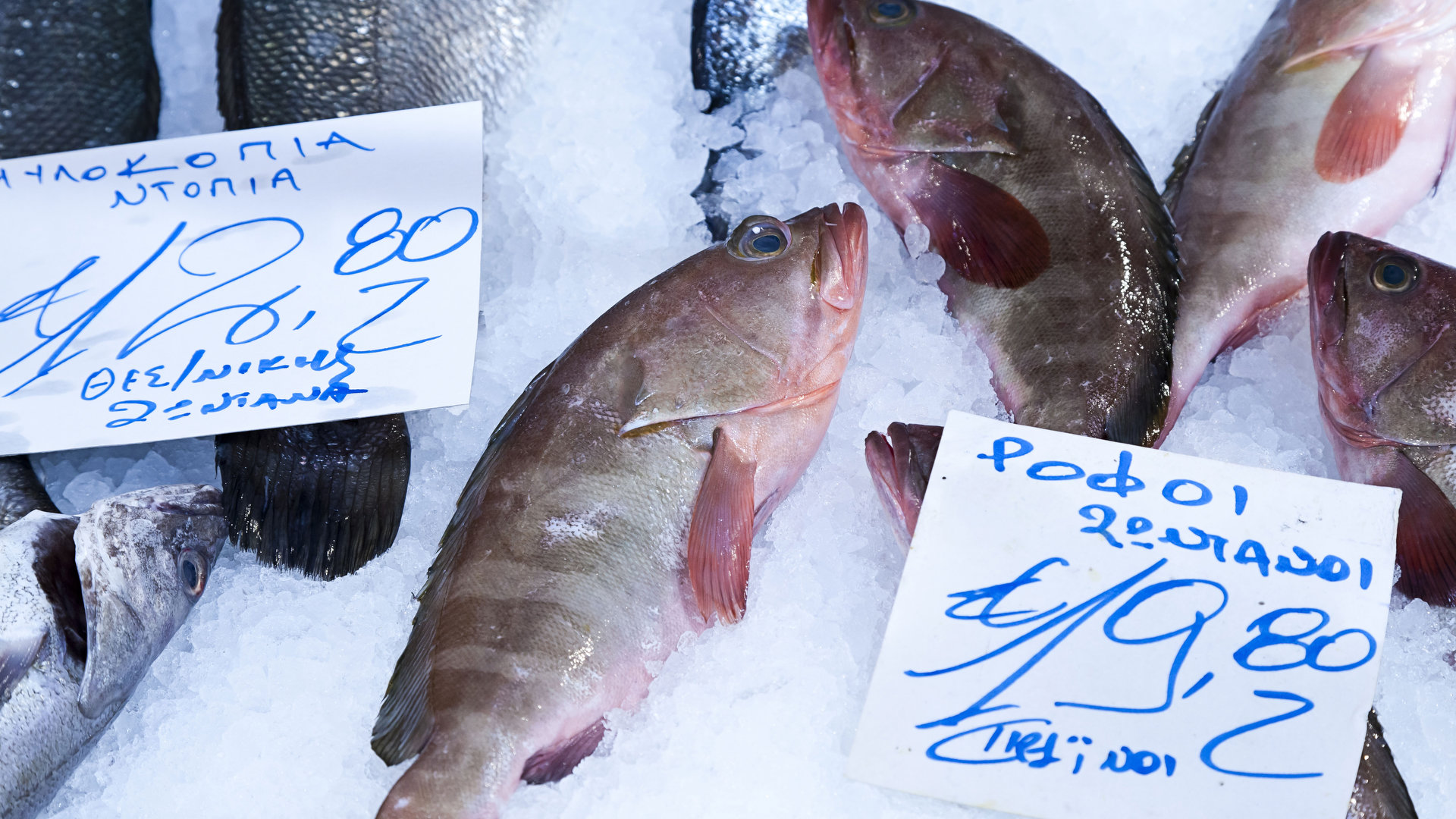 Ροφός: Γιατί δεν πρέπει να τρώμε τον «βασιλιά των βράχων»-1