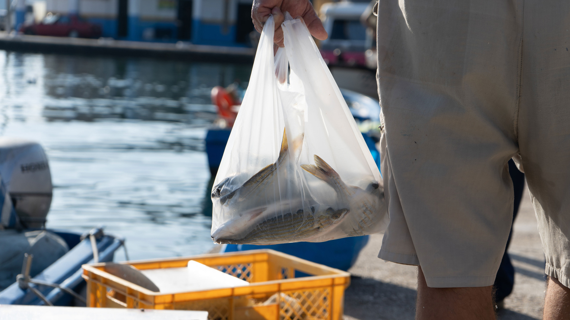 Ροφός: Γιατί δεν πρέπει να τρώμε τον «βασιλιά των βράχων»-2
