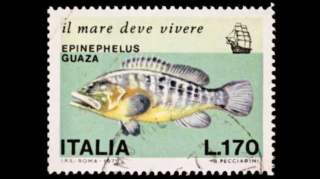 ροφός-γιατί-δεν-πρέπει-να-τρώμε-τον-βα-563473684