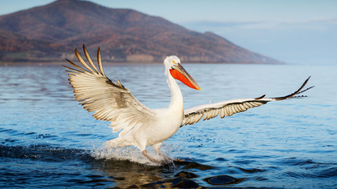 φλώρινα-κρούσματα-της-γρίπης-των-πτην-563478373