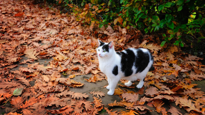 σκωτία-η-κυβέρνηση-διαβεβαιώνει-ότι-563452870