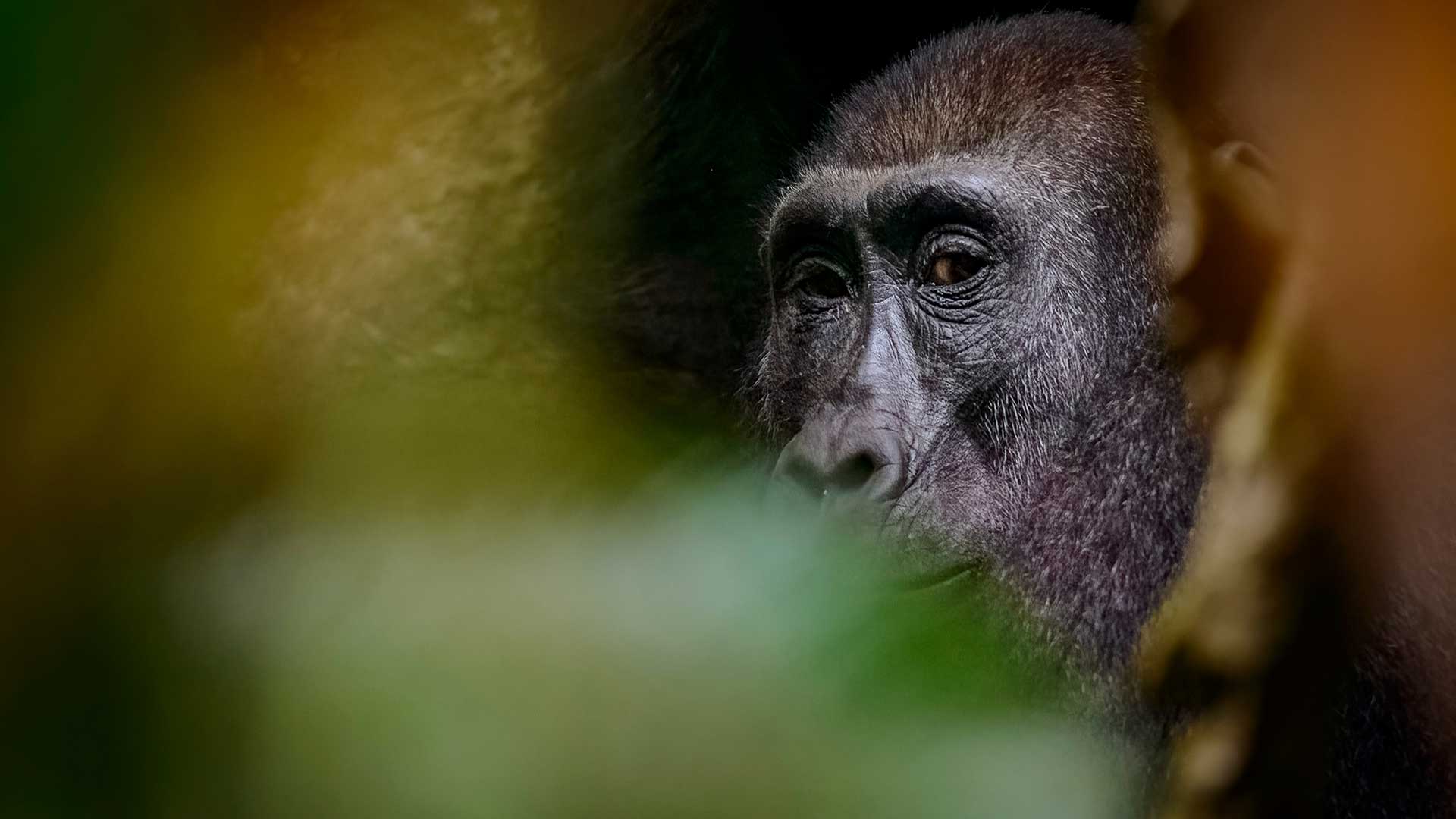 Μοναδικές συναντήσεις με την άγρια ζωή μέσα από 3 προτάσεις βιώσιμου τουρισμού-1
