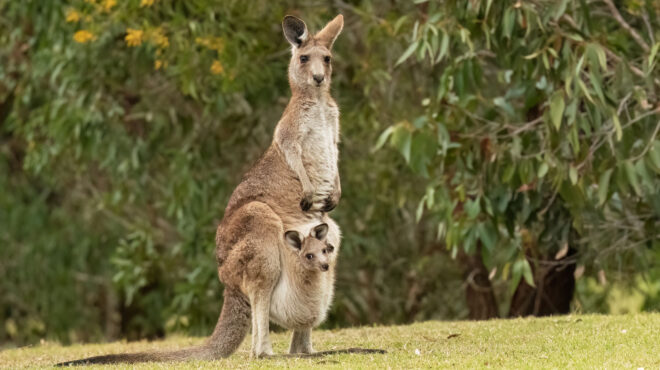 αυστραλία-εμβρυα-καγκουρό-μέσω-εξωσω-563454568