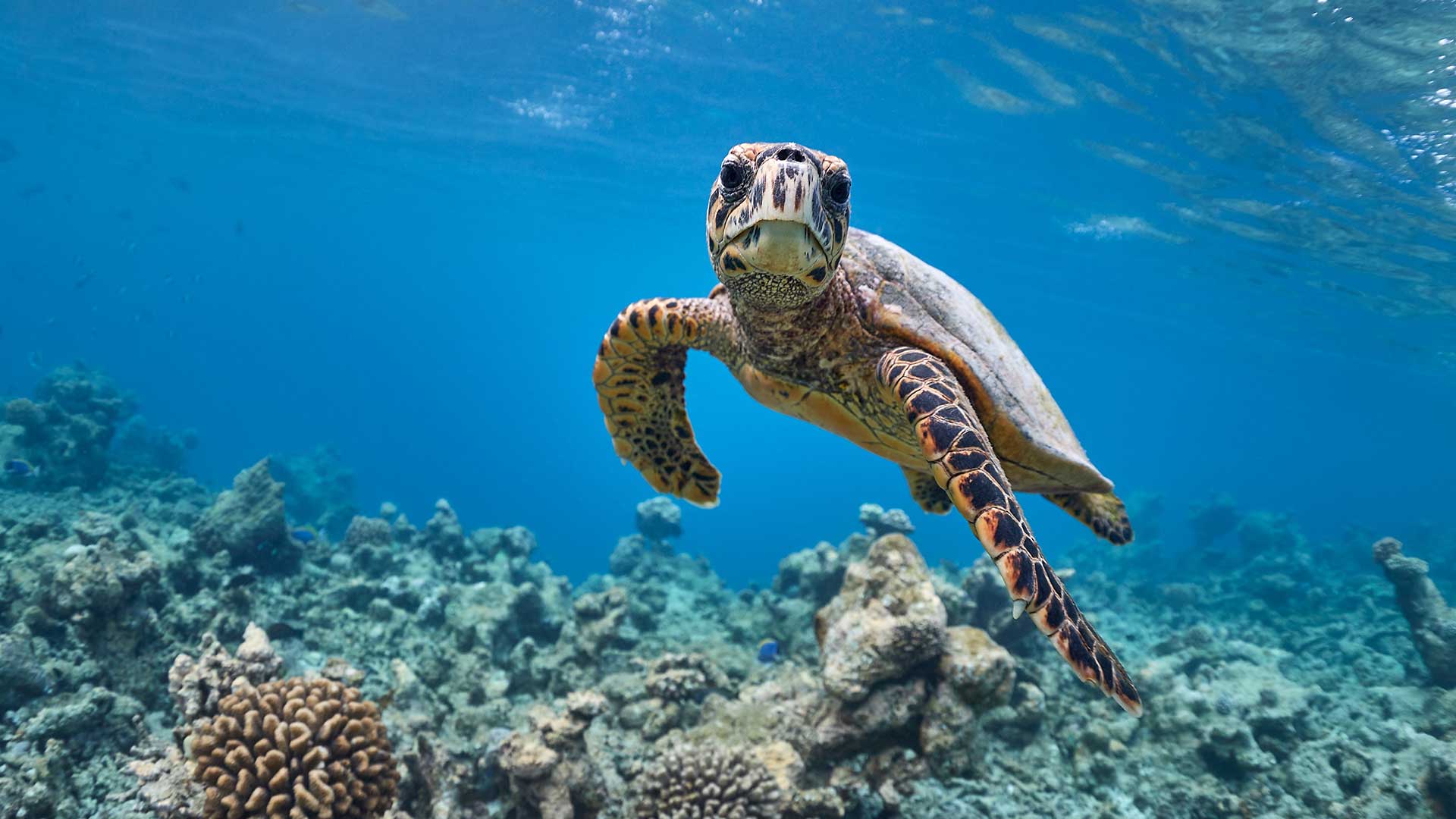 Μοναδικές συναντήσεις με την άγρια ζωή μέσα από 3 προτάσεις βιώσιμου τουρισμού-2