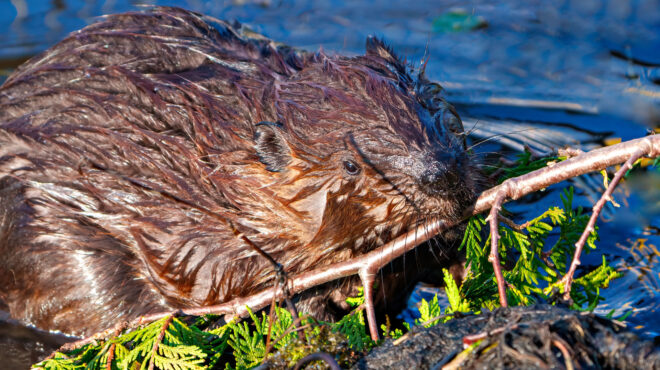 τσεχία-κάστορες-κατασκεύασαν-υγροβι-563464630