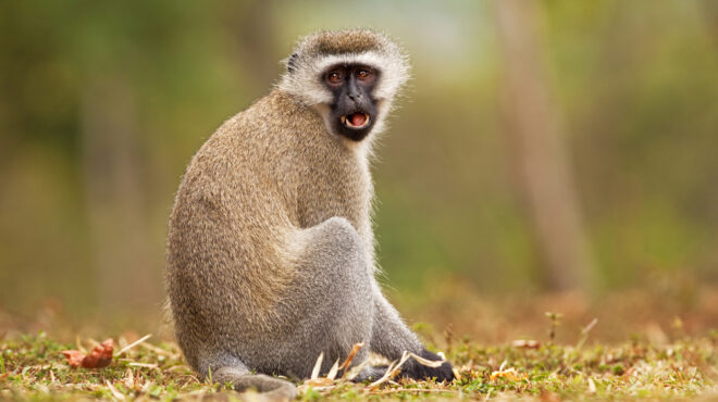 απόλυτο-χάος-μια-μαϊμού-προκάλεσε-μ-563461978
