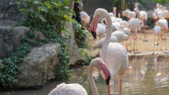 τυνησία-δέκα-φλαμίνγκο-διασώθηκαν-απ-563462674