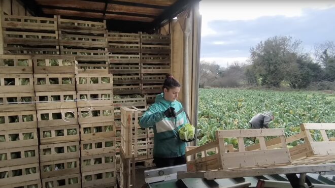 από-τους-ελαιώνες-της-κρήτης-έως-τα-αμπ-563456398