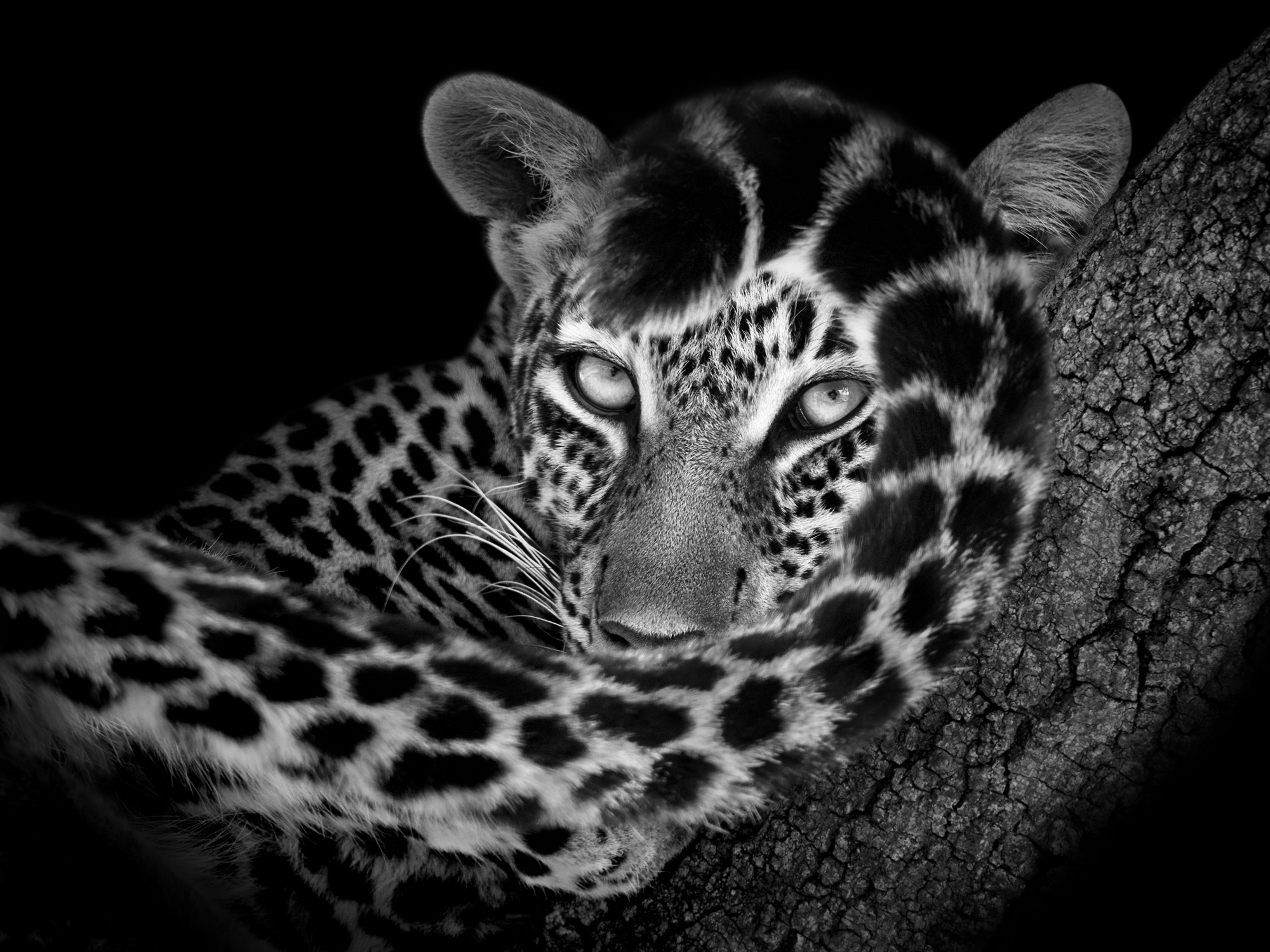 Στιγμές άγριας ζωής σε ασπρόμαυρα κλικ -4