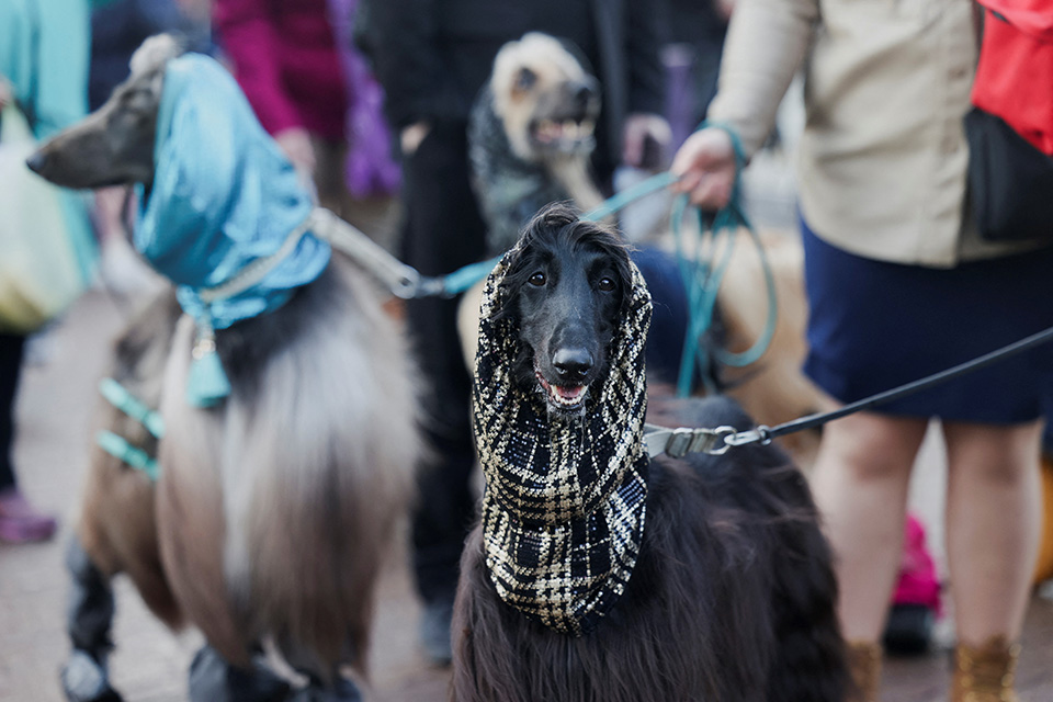 Το Crufts Dog Show-2