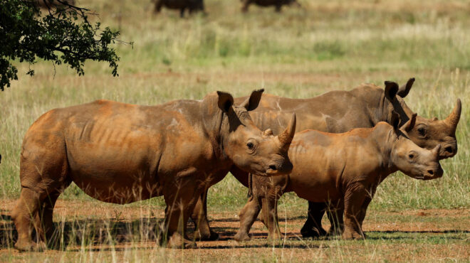 οι-ρινόκεροι-δεν-είναι-ασφαλείς-ούτε-σ-563501986