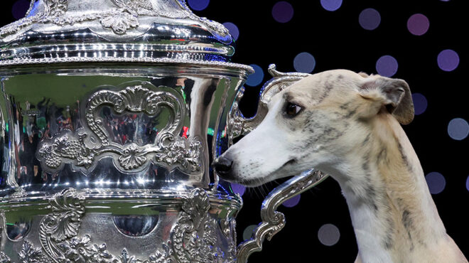 η-νικήτρια-563508235