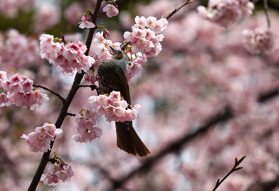 Η ακροδεξιά-3