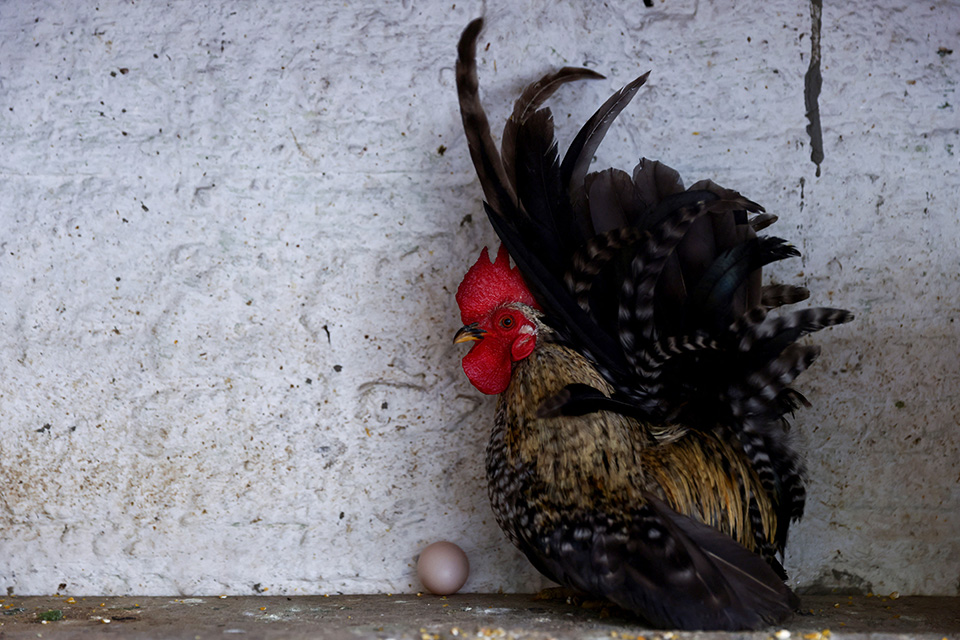 Ο ηλικιωμένος Snoopy-3