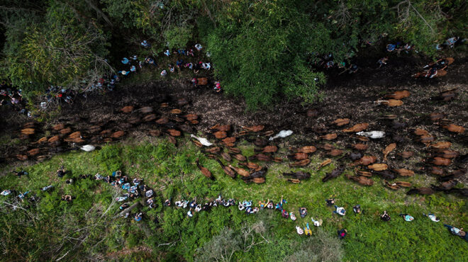 η-πορεία-των-άγριων-αλόγων-563531218