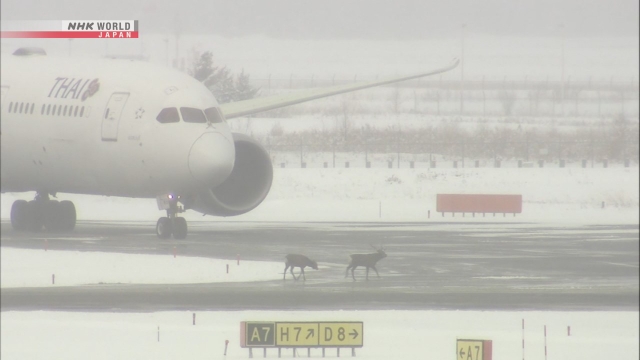 δύο-ελάφια-πάγωσαν-τις-πτήσεις-στο-α-563503294