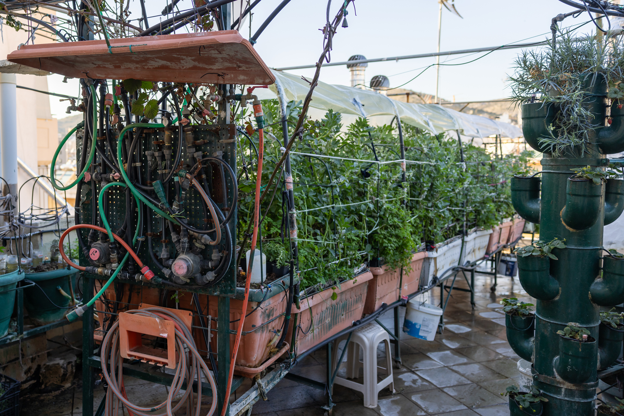 Ξεφυτρώνουν μποστάνια στις αθηναϊκές ταράτσες-8