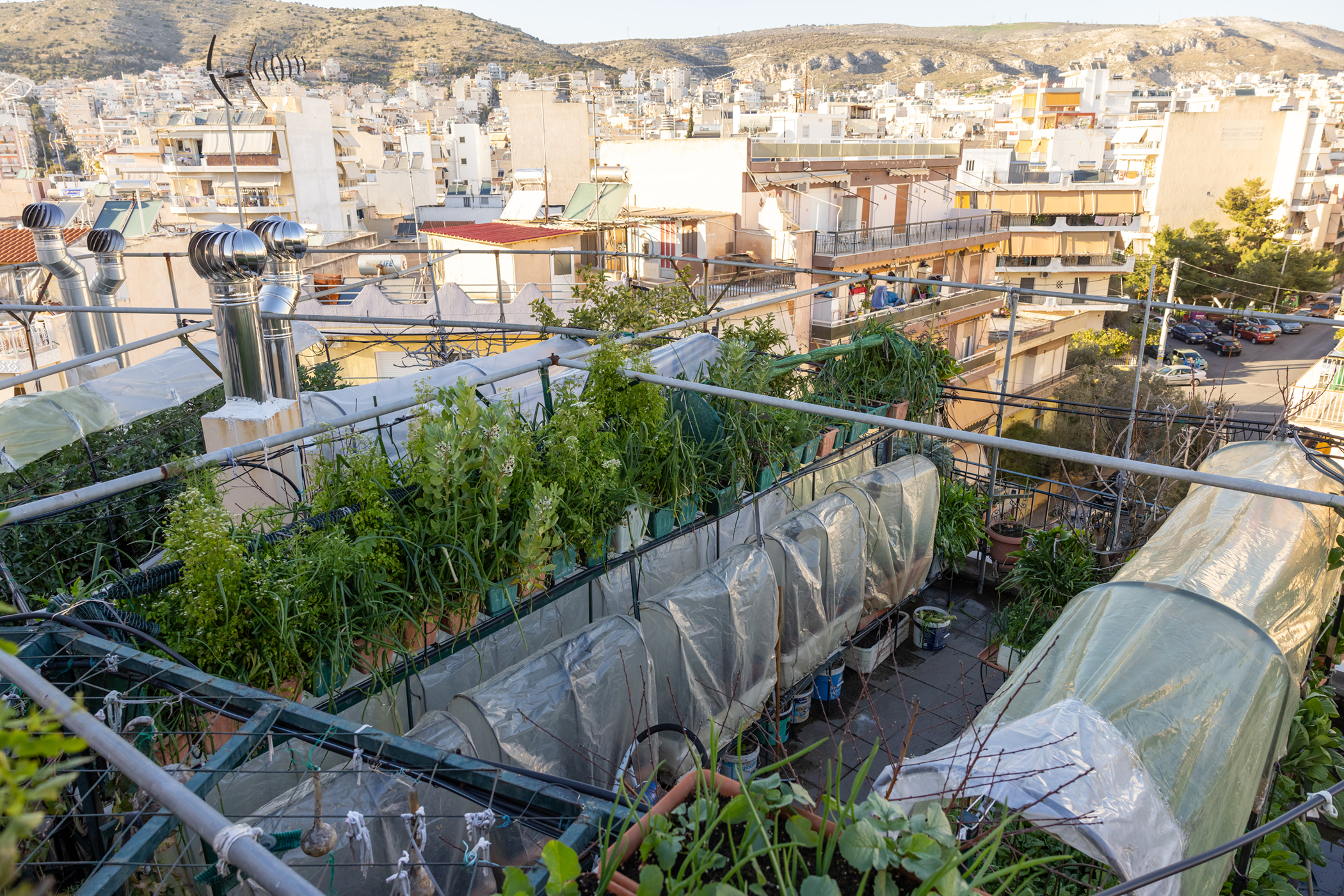 Ξεφυτρώνουν μποστάνια στις αθηναϊκές ταράτσες-6