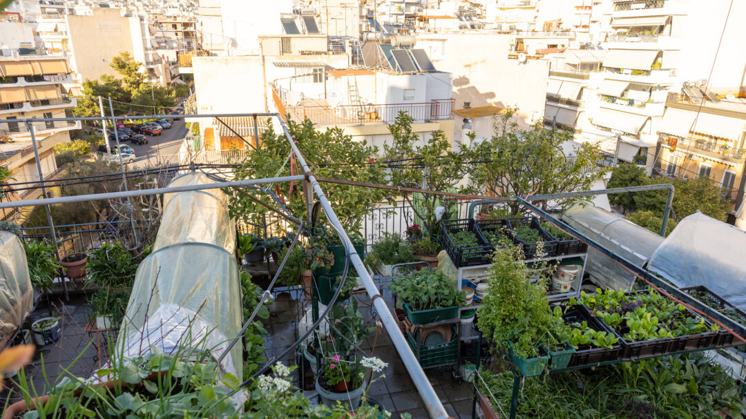 ξεφυτρώνουν-μποστάνια-στις-αθηναϊκέ-563524285