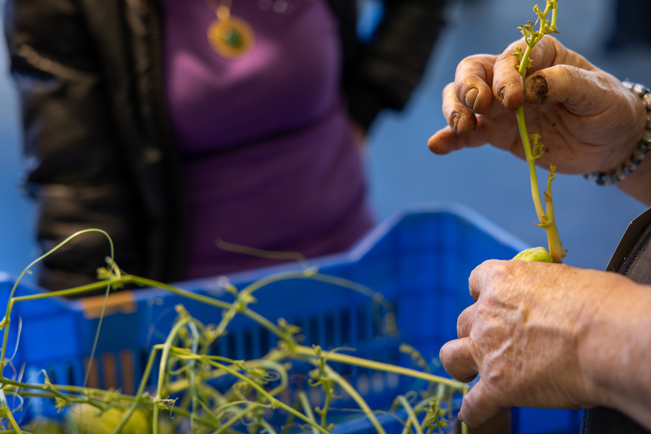 Ξεφυτρώνουν μποστάνια στις αθηναϊκές ταράτσες-9