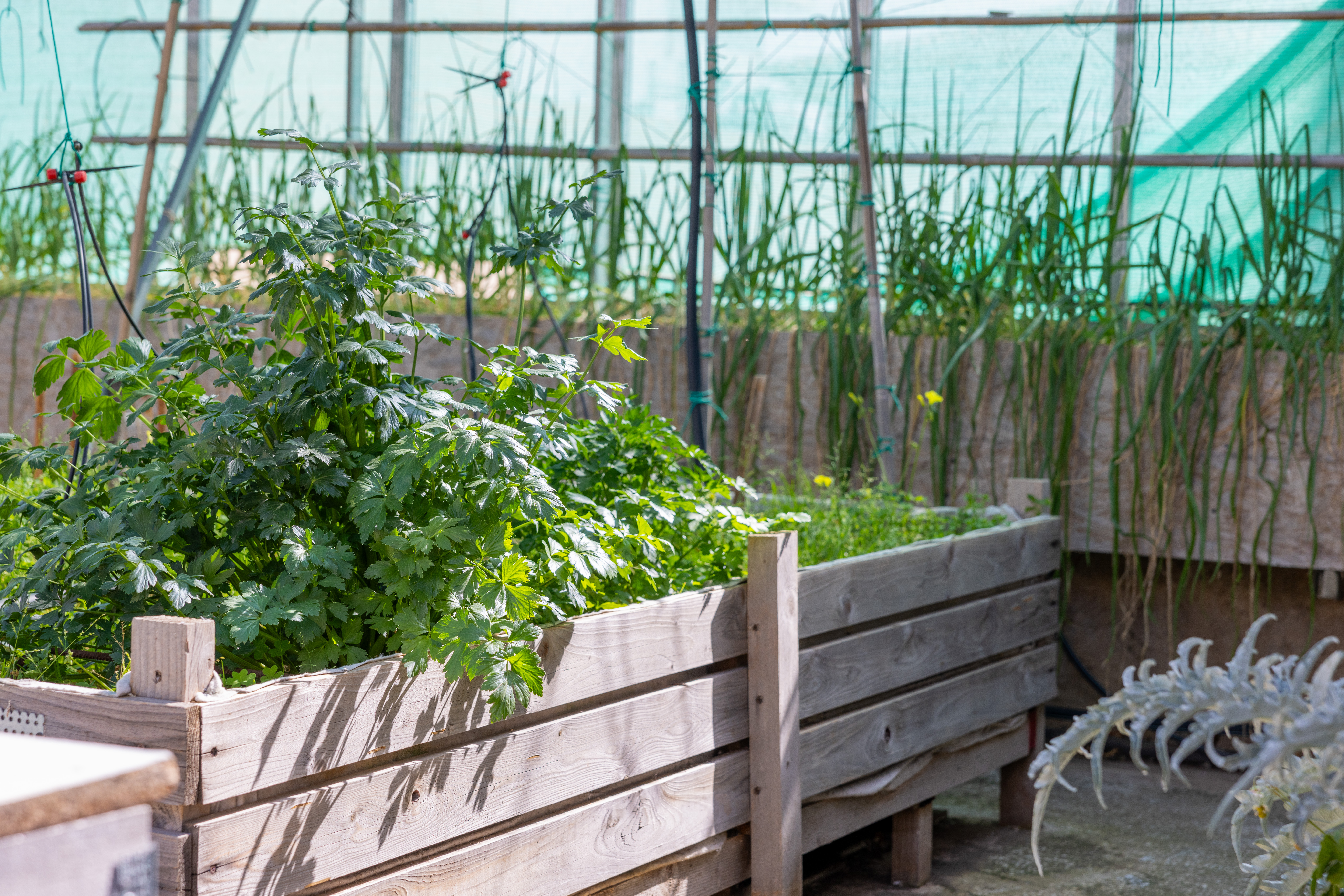 Ξεφυτρώνουν μποστάνια στις αθηναϊκές ταράτσες-15