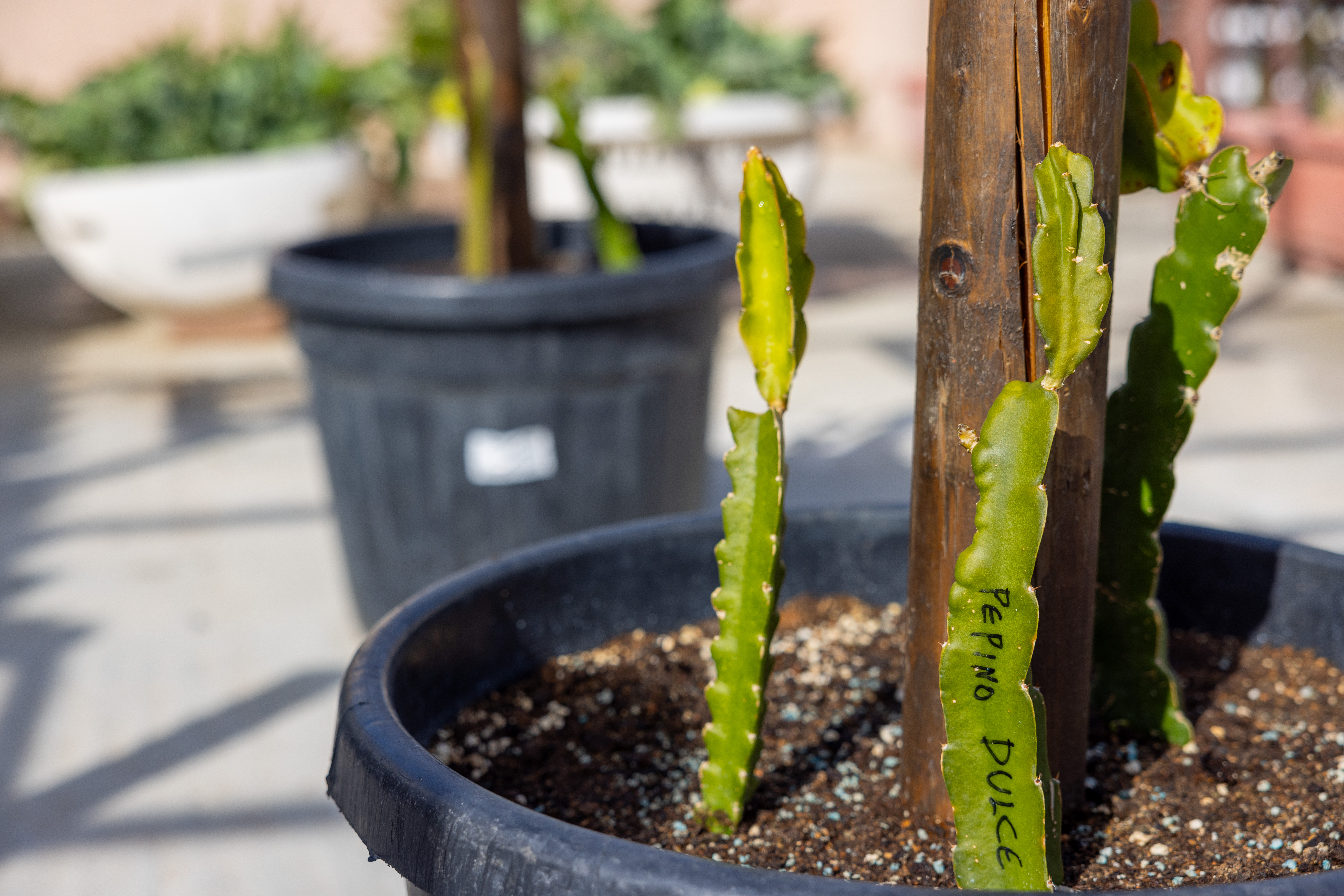 Ξεφυτρώνουν μποστάνια στις αθηναϊκές ταράτσες-13