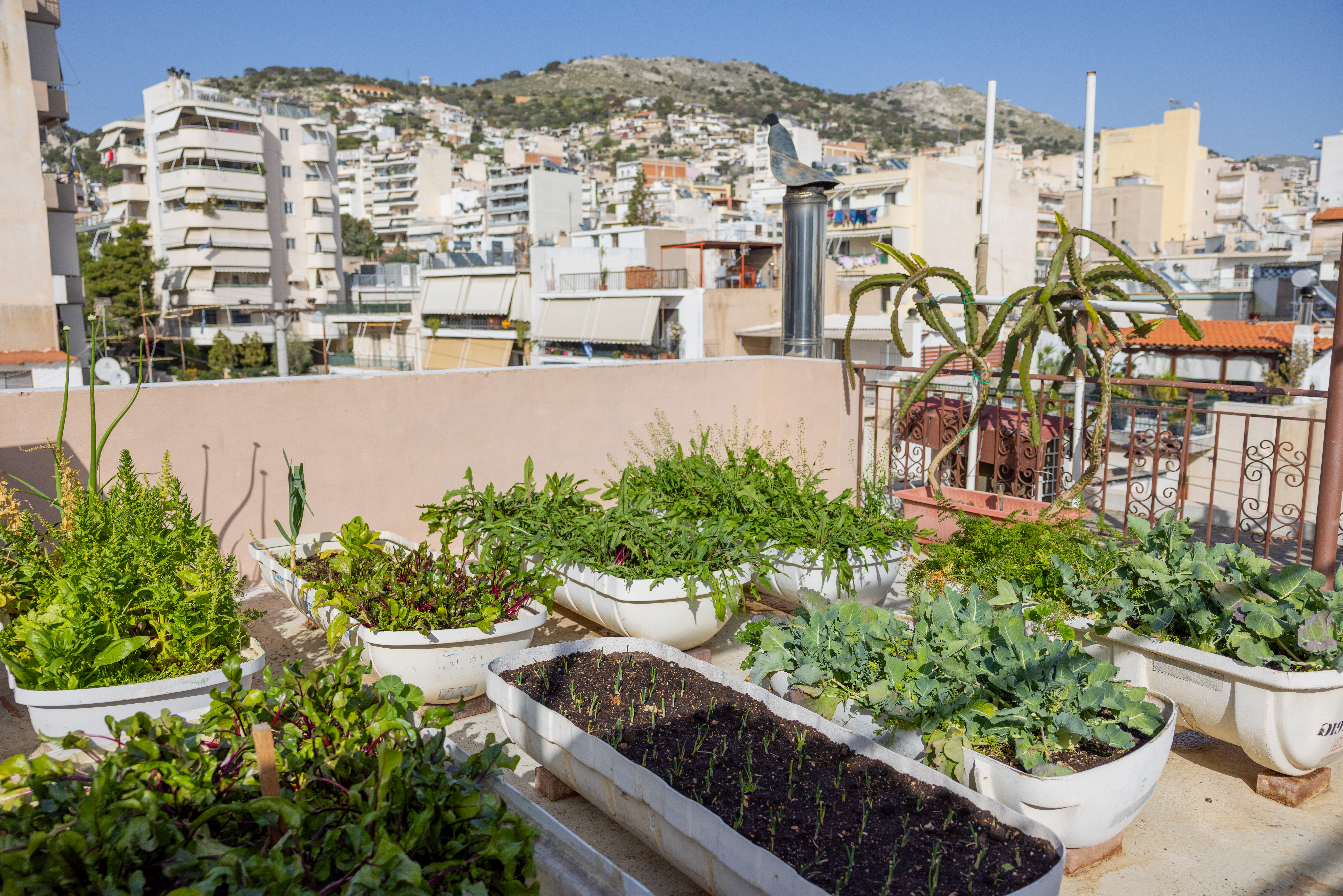 Ξεφυτρώνουν μποστάνια στις αθηναϊκές ταράτσες-11