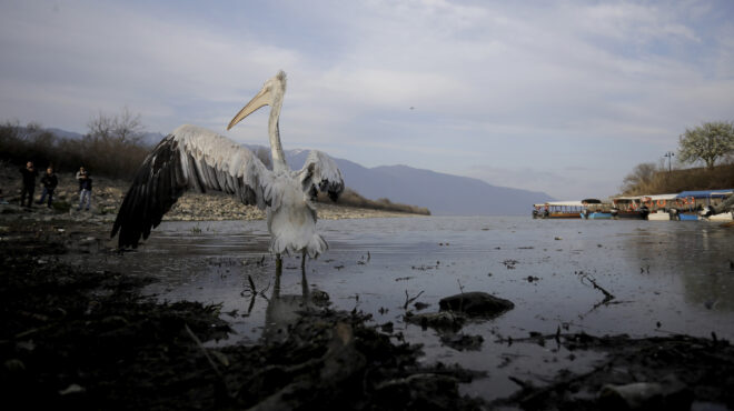 γρίπη-των-πτηνών-επιβεβαιώθηκε-κρούσ-563501449