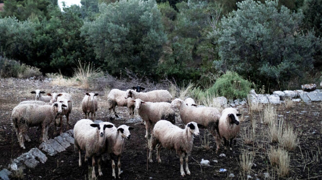 διώξεις-σε-100-για-τον-οπεκεπε-563500897