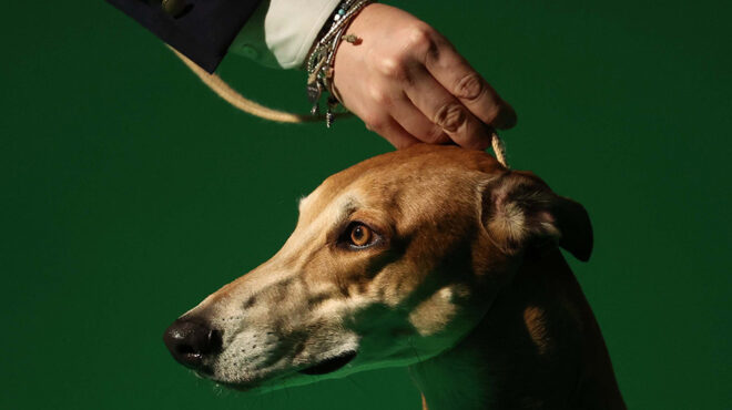 το-crufts-dog-show-563502163