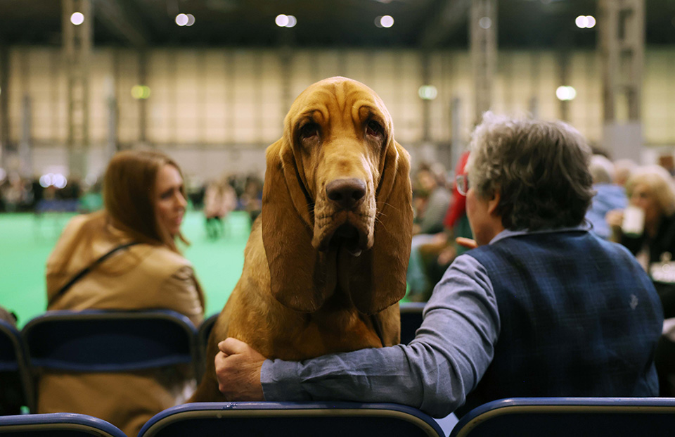 Το Crufts Dog Show-1