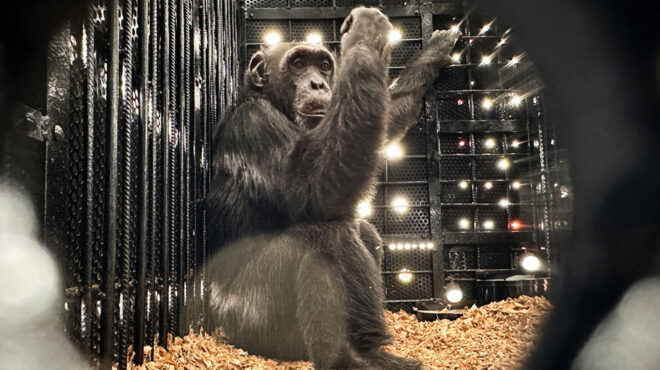 κολομβία-ο-τελευταίος-αιχμάλωτος-χιμ-563530552