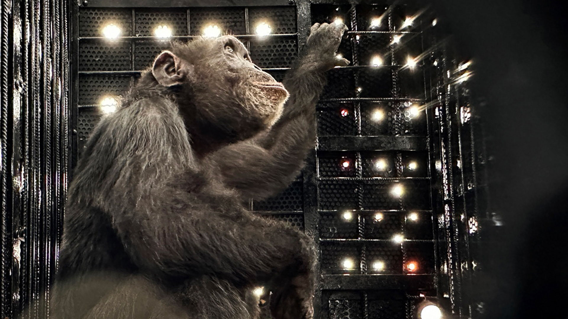 Κολομβία: Ο τελευταίος αιχμάλωτος χιμπατζής μπήκε στο αεροπλάνο της ελευθερίας-1