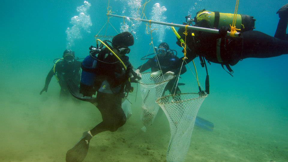 Οι «Κόρες της Καλύμνου» που καθαρίζουν τους ελληνικούς βυθούς-1