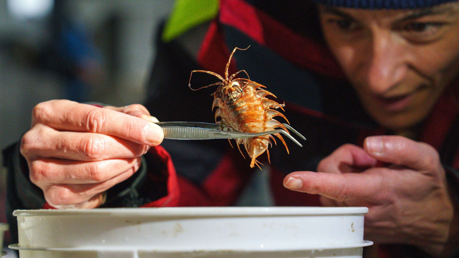 Ανταρκτική: «Σπασμένο» παγόβουνο αποκάλυψε ένα άγνωστο οικοσύστημα-6