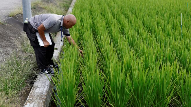 ξέμειναν-από-ρύζι-τα-σούπερ-μάρκετ-της-563527438