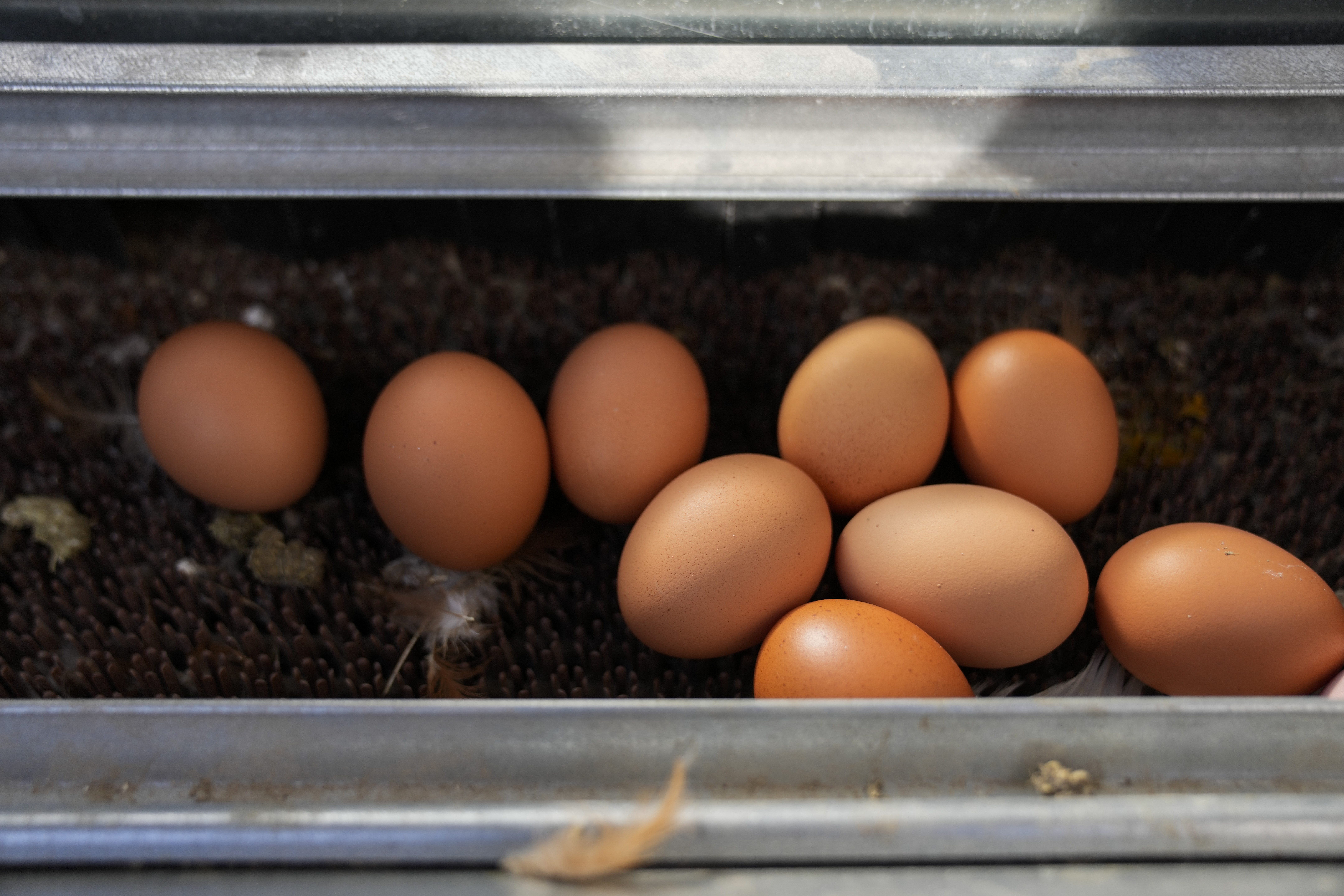Γιατί οι Αμερικανοί νοικιάζουν κότες;-1