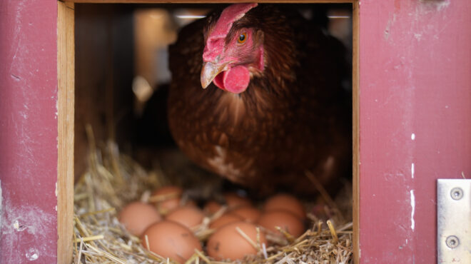 γιατί-οι-αμερικανοί-νοικιάζουν-κότες-563497102