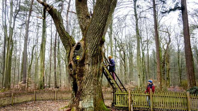 μια-βελανιδιά-σε-ρόλο-tinder-563498047