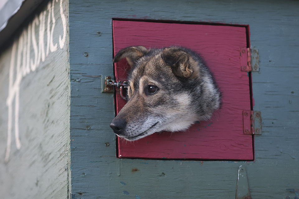 Μια βελανιδιά σε ρόλο Tinder-1
