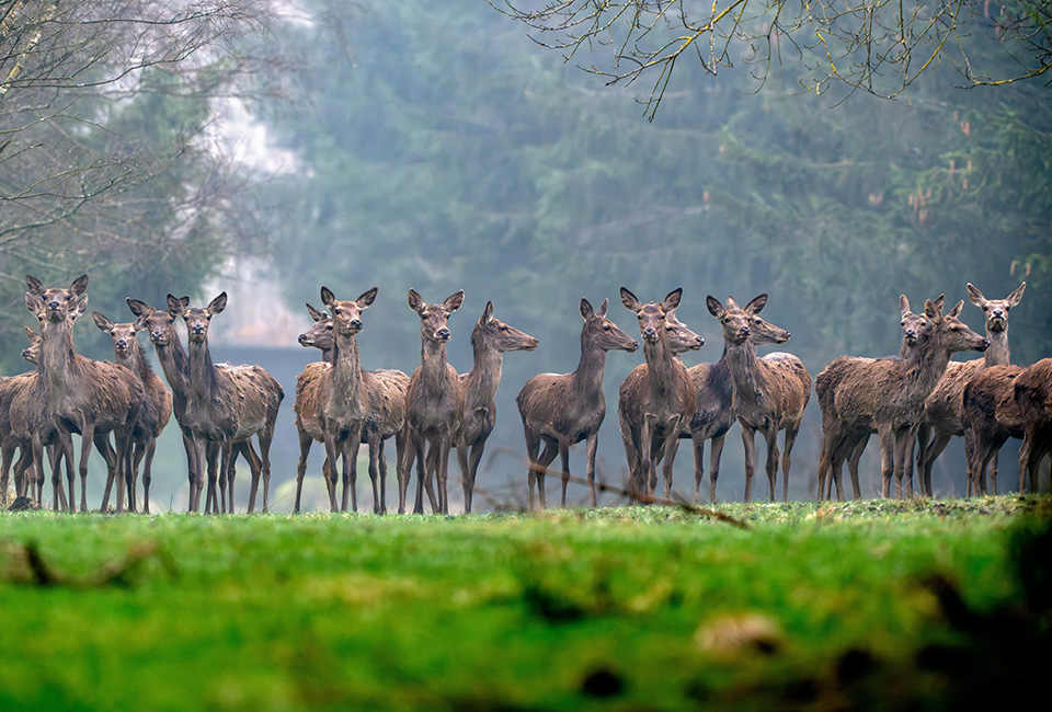 Η πορεία των άγριων αλόγων-3