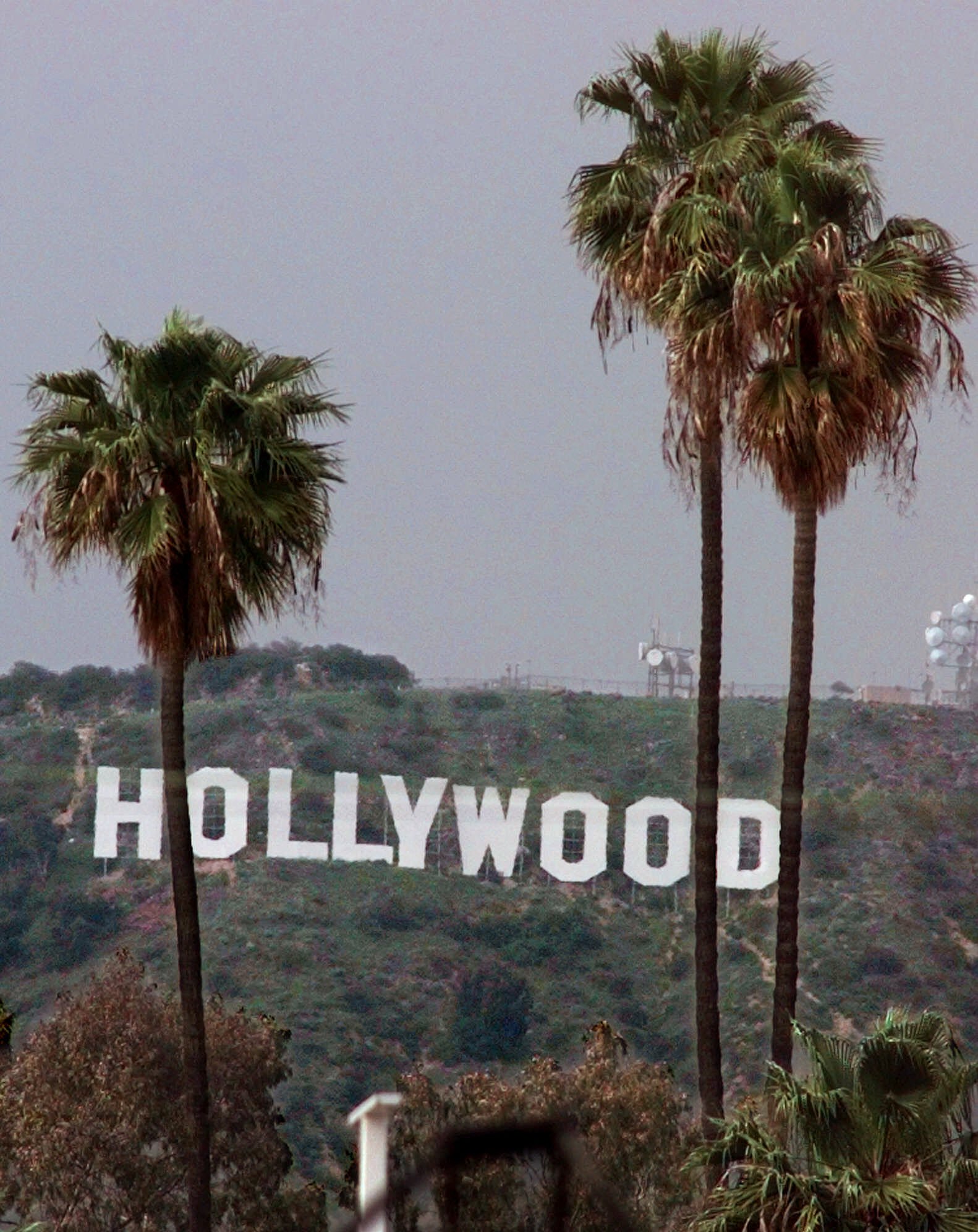 Γιατί οι Καλιφορνέζοι δεν θέλουν πια τους εμβληματικούς φοίνικες;-3