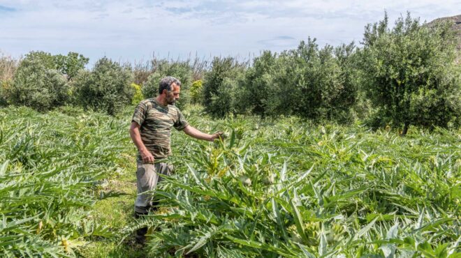 φαβιανός-ρουγγέρης-ο-αγκιναράς-της-τή-563506810